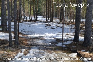 В Черника Парке Березовского наркотики стали причиной массовой гибели В Черника Парке Березовского наркотики стали причиной массовой гибели